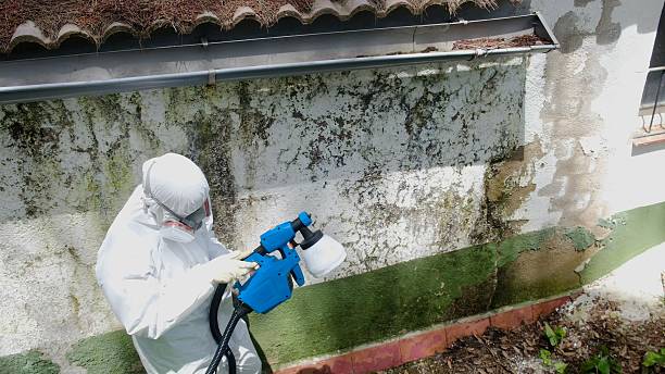 Top rated local Basement Mold Removal specialists in Edmonds, WA
